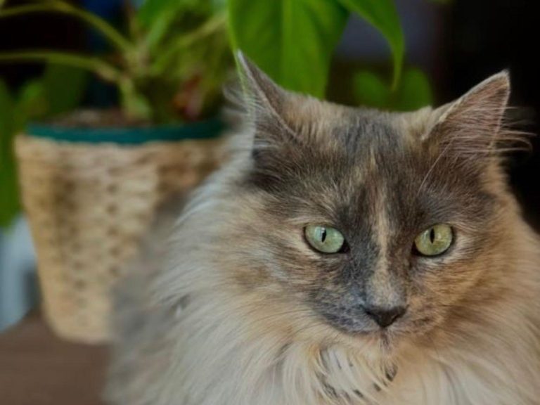 Gato en casa: eliminación de olores de mascotas y orina con ozono